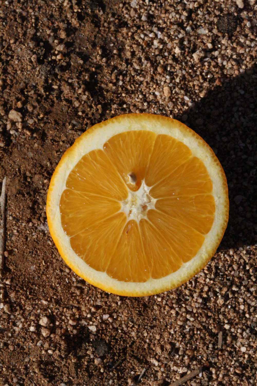           Fruit cross-section (Riverside, CA)   